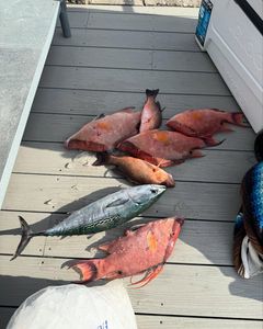 5 hogfish caught in TN