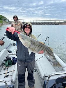 Striped Bass fishing in TN
