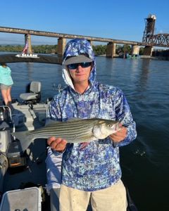 Striped bass caught in Tennessee