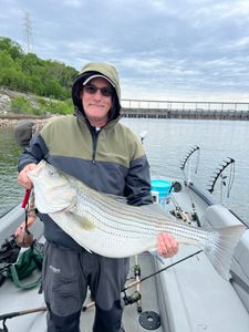 Striped bass caught fishing in TN