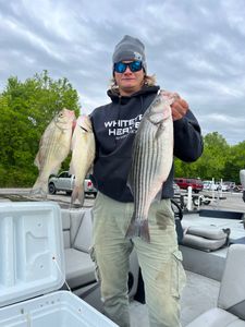 Three striped bass, wiper, and white bass caught in TN