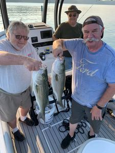 Two striped bass and yellow bass, fishing in Georgia