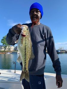 Largemouth Bass caught while fishing in GA