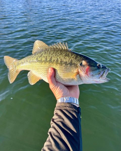 Spotted bass caught in Cumming