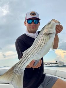 Striped Bass, 23-inch fish caught while fishing in Cumming