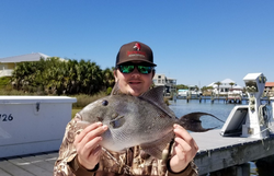 Caught a beautiful grey triggerfish while fishing in Destin
