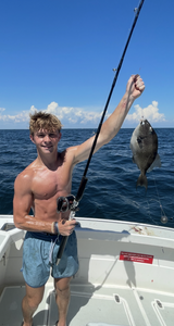 Grey triggerfish caught while fishing in Destin FL