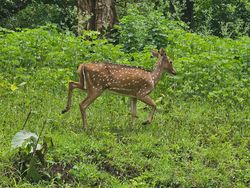 A deer silently navigates the lush, verdant forest, its spotted coat blending seamlessly into the dense foliage surrounding it.