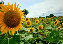 A vibrant field of sunflowers stretches out under a partly cloudy sky, creating a joyful and serene scene that captures the beauty of nature's abundance.