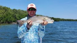 Red drum Fishing at Pine  Island