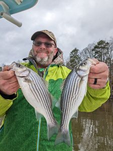 Striped Bass: A true treasure of the waters