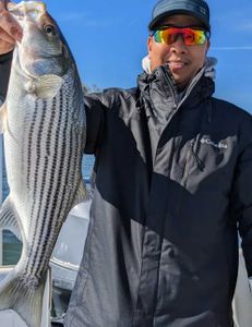 Striped Bass glory under the golden sun 