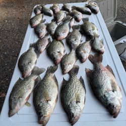 Six crappie fish caught while fishing in GA
