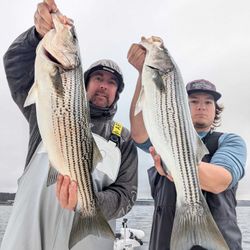 Two striped bass caught on a fishing trip in Gainesville