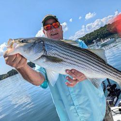 Striped bass fishing in Gainesville
