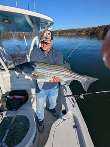 A huge striped bass caught by a fisherman in Gainesville