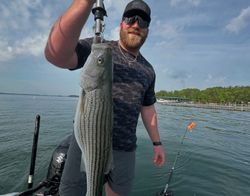 Striped bass caught while fishing in GA