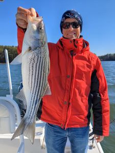 Striped bass fishing in GA