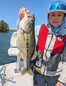 Guadalupe bass caught by angler in Gainesville