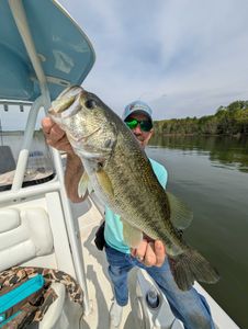 Largemouth bass caught while fishing in Gainesville
