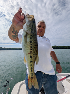 Huge 36-inch Largemouth Bass reeled in under clear skies!