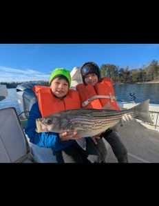 Striped bass caught in GA