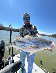 Striped bass caught fishing in GA