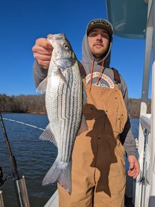 Striped bass caught fishing in GA