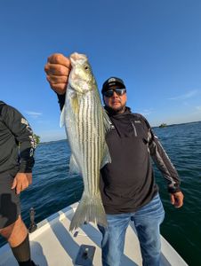 Striped bass caught while fishing in GA