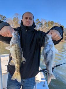 Two striped bass caught in GA