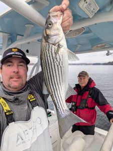 Striped Bass caught in GA