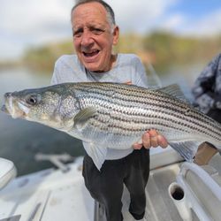 Striped bass fishing in GA