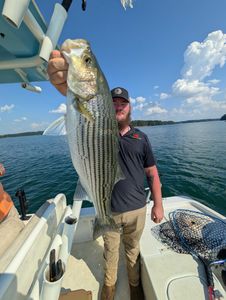 Striped bass fishing in GA