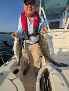 Striped bass fishing in Gainesville