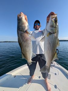 Two striped bass caught while fishing in Gainesville