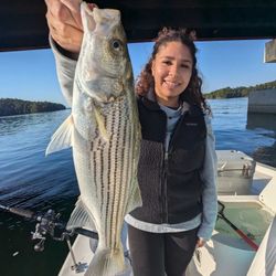 Striped bass caught while fishing in GA