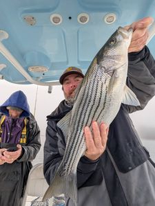 Striped bass caught while fishing in GA