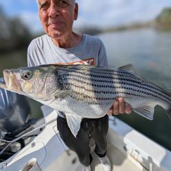 Striped bass caught while fishing in GA