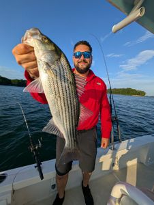 Angler landing a striped bass in Gainesville
