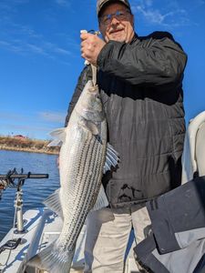 Striped bass caught in Gainesville