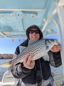 Striped bass caught in Gainesville