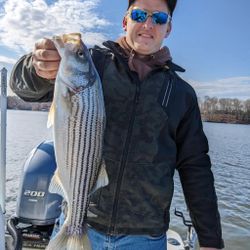 Striped bass caught in Gainesville