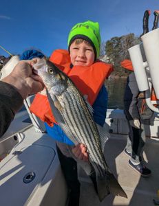 Striped bass caught in Gainesville
