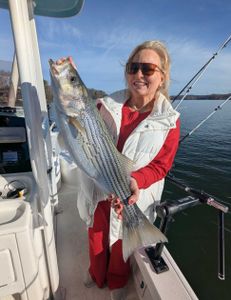 Striped bass caught in Gainesville