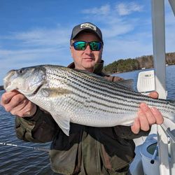 Striped bass caught by angler in Gainesville