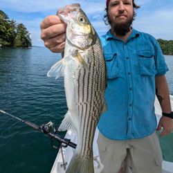 Striped Bass caught in Gainesville