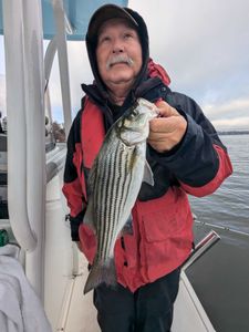 Striped bass caught in Gainesville