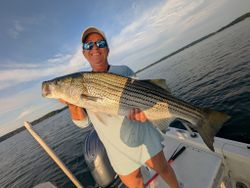 Striped bass caught while fishing in Gainesville
