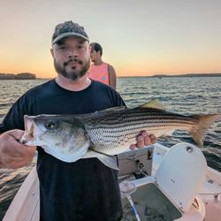 Striped bass caught in Gainesville, FL
