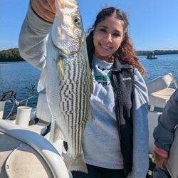 Striped bass caught in Gainesville